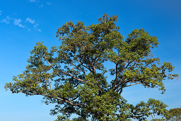 Image showing A beautiful tree against the blue sky