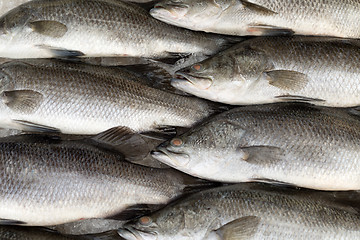 Image showing Fresh fish on ice on the market
