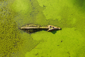 Image showing alligator in wetland pond covered with duckweed and swimming