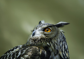 Image showing Owl