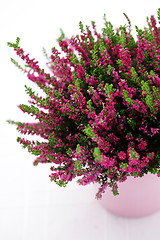 Image showing heather