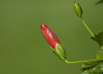 Image showing Bud