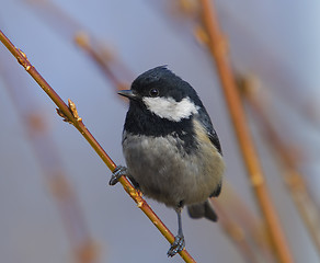 Image showing Coal tit