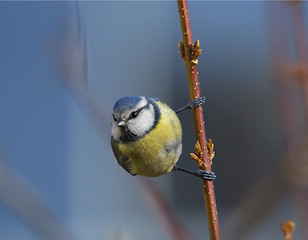 Image showing Blue tit