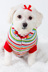 Image showing Winter puppy dog wearing striped jumper