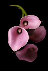 Image showing Two Calla Lillies and reflections