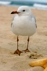 Image showing Australian Seagull