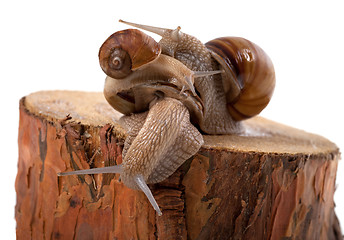 Image showing Snails on top of one another, on pine tree stump