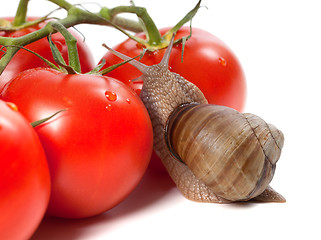 Image showing Garden snail and ripe tomato with water drop