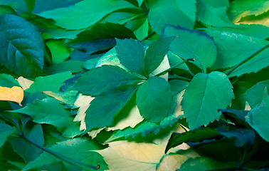 Image showing Background of green leaves