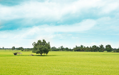 Image showing Rice Field