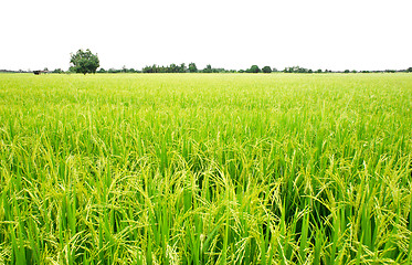 Image showing Rice Field