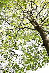 Image showing Under The Tree