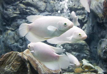 Image showing Giant Gourami Fish