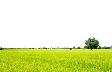Image showing Rice Field