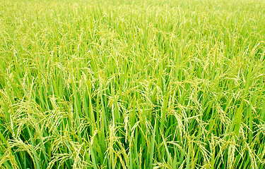 Image showing Rice Field