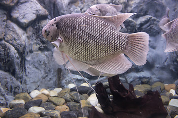 Image showing Giant Gourami Fish