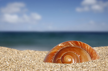Image showing Beach Snail