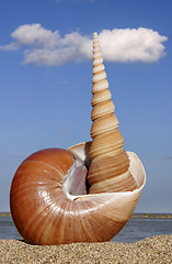 Image showing Seashell Still Life