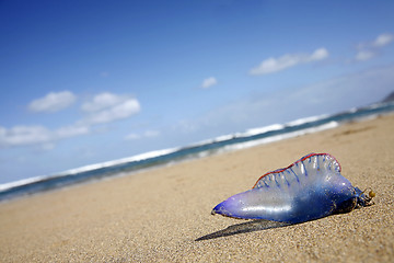 Image showing Stranded Jellyfish