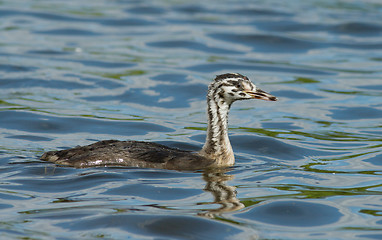 Image showing Great Crested Grebe