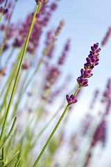 Image showing Lavender flowers