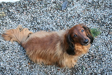 Image showing Dachshund