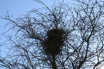 Image showing Bird´s nest