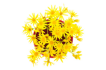 Image showing Yellow wild flowers