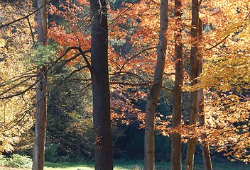 Image showing  Fall light