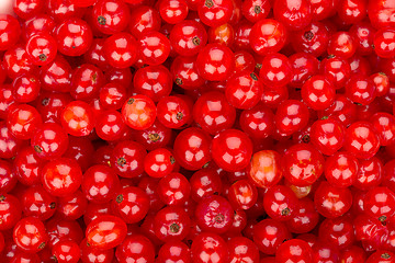 Image showing Redcurrant background