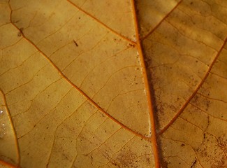 Image showing back of leaf