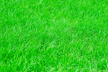 Image showing green grass 