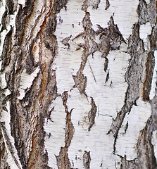 Image showing birch bark