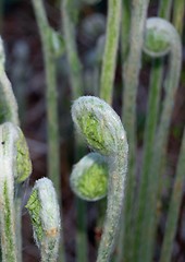 Image showing fiddle heads