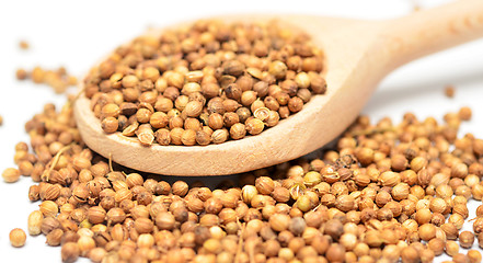 Image showing coriander