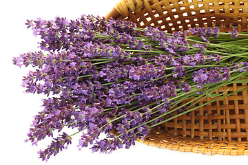 Image showing Bunch of lavender
