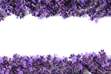 Image showing Frame with lavender