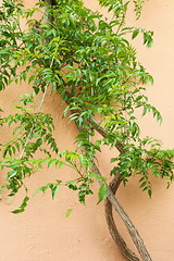 Image showing Green creeper on an exterior wall