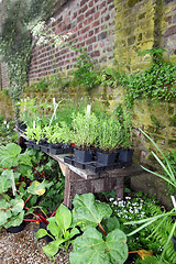Image showing Potted plants alongside a garden wall