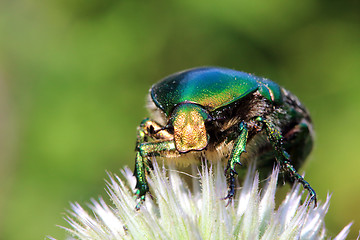 Image showing chafer beetle on flower macro