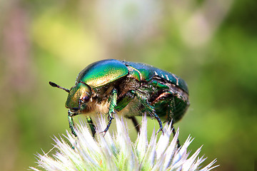 Image showing chafer beetle on flower macro