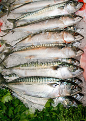 Image showing Mackerel fish