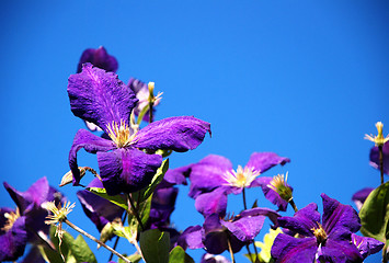 Image showing Purple clematis flowers against a blue sky