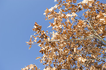 Image showing golden oak branch dry leaves background blue sky 