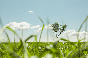 Image showing Tree in the meadow