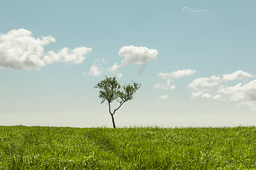 Image showing Tree in the meadow