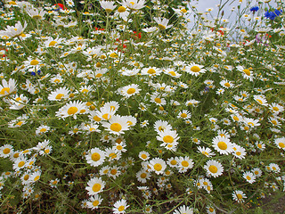 Image showing Camomile flower