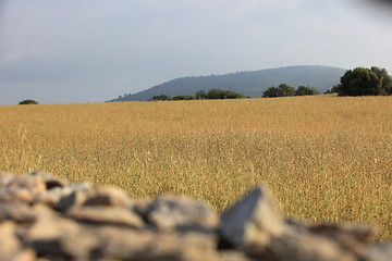 Image showing Agricultural field with golden wheat