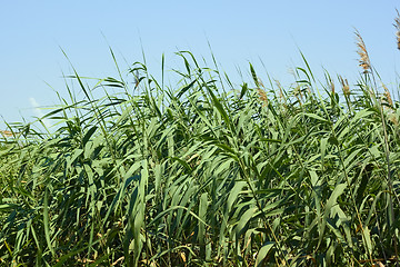 Image showing Dense thicket of reeds